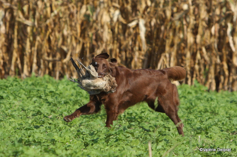 Field Erstein 09 (128).JPG